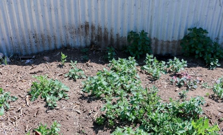 Photo: Cindy’s garden beds before her upgrade 