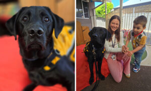 Side by side image showing black labrador next to image of same black labrador with smiling woman and child outside